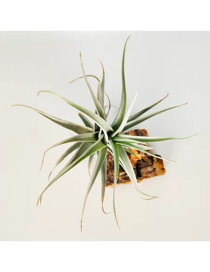 Tillandsia Albida Giant