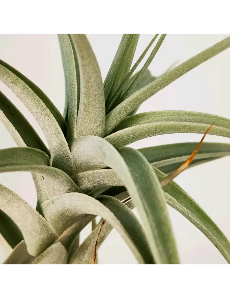 Tillandsia Albida Giant