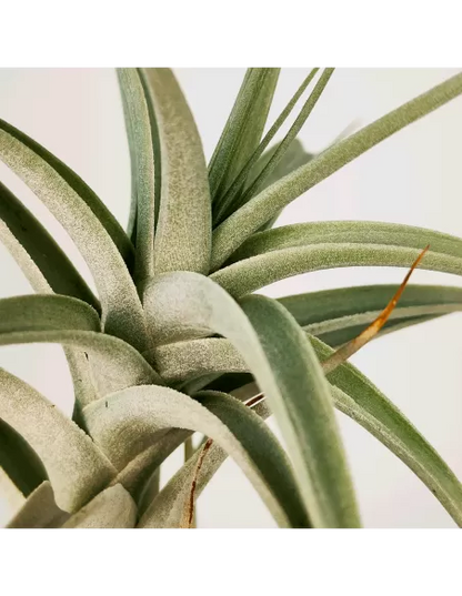 Tillandsia Albida Giant