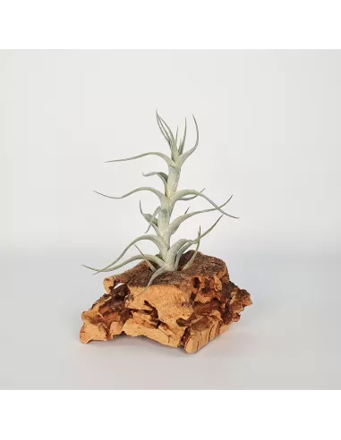 Tillandisa Albida Mini