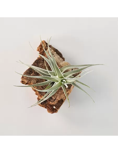 Tillandisa Albida Mini