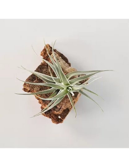 Tillandisa Albida Mini