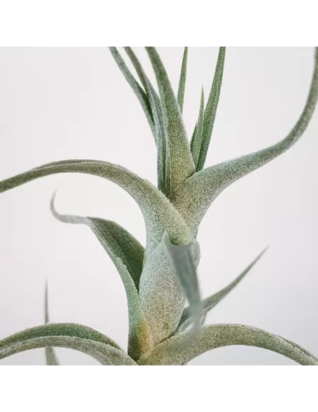 Tillandisa Albida Mini