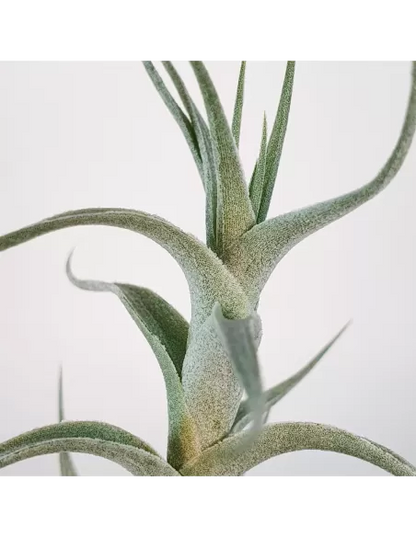 Tillandisa Albida Mini