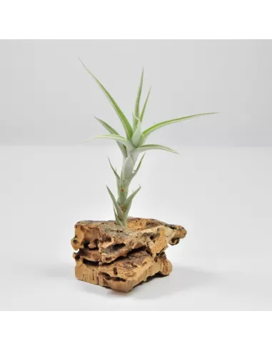 Tillandsia Albida
