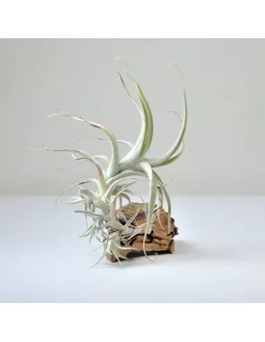 Tillandsia Albida