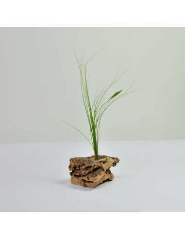 Tillandsia Alvareziae