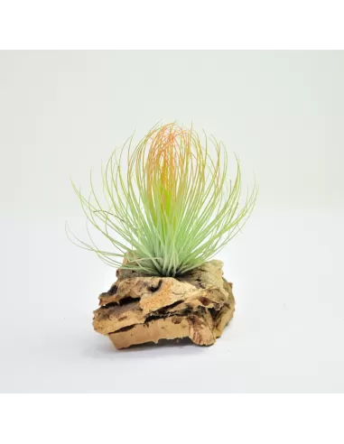 Tillandsia Andreana