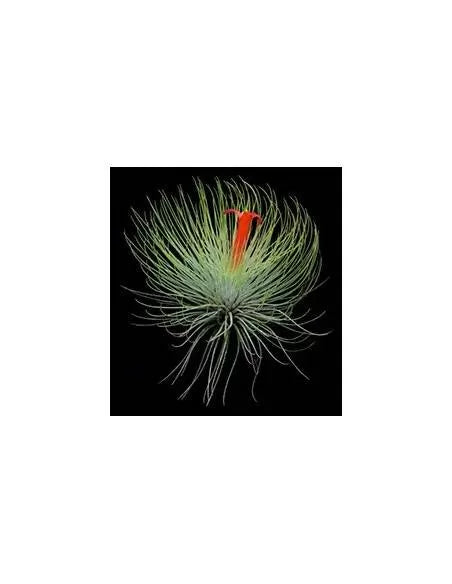 Tillandsia Andreana