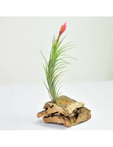 Tillandsia Araujei Bronce