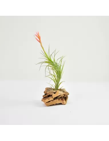 Tillandsia Araujei