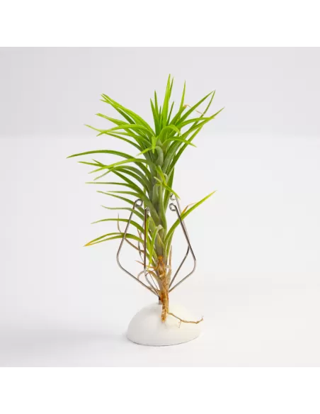 Tillandsia Araujei