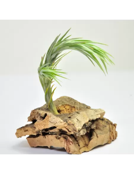Tillandsia Araujei