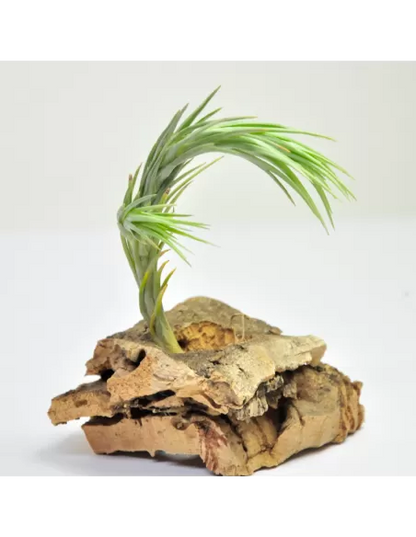 Tillandsia Araujei