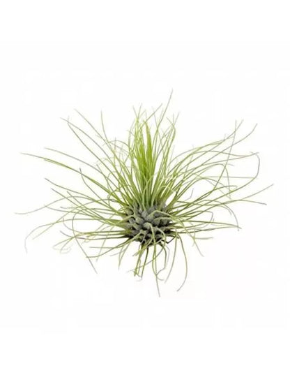 Tillandsia Argentea