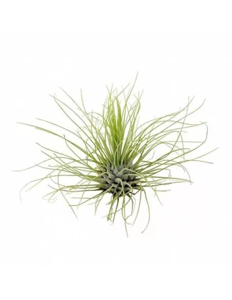 Tillandsia Argentea