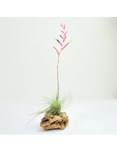 Tillandsia Argentea