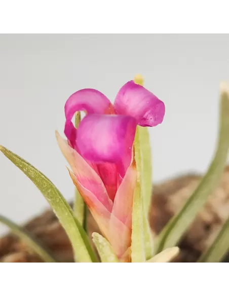 Tillandsia Argentina
