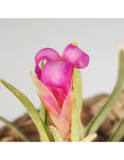 Tillandsia Argentina
