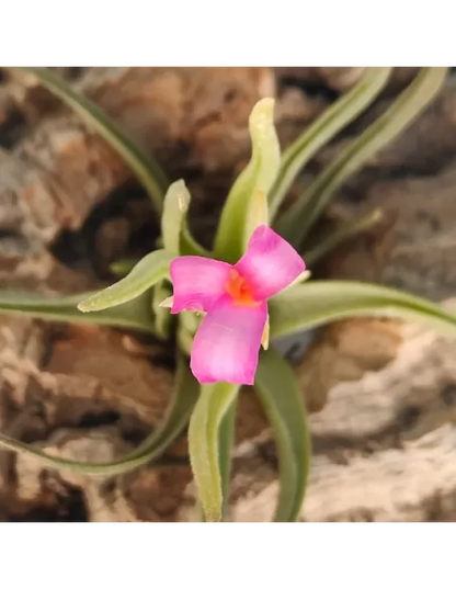 Tillandsia Argentina