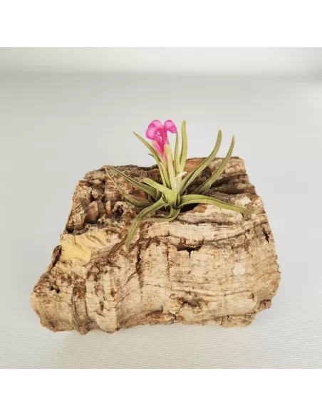 Tillandsia Argentina