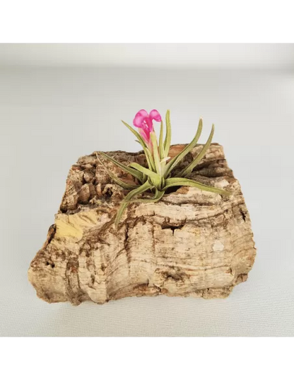Tillandsia Argentina