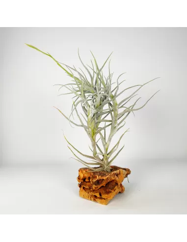 Tillandsia Arhiza Forma Pequeña
