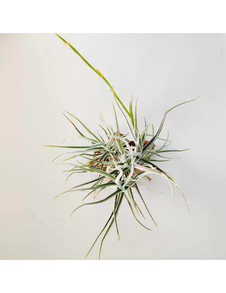 Tillandsia Arhiza Forma Pequeña