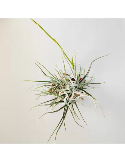 Tillandsia Arhiza Forma Pequeña