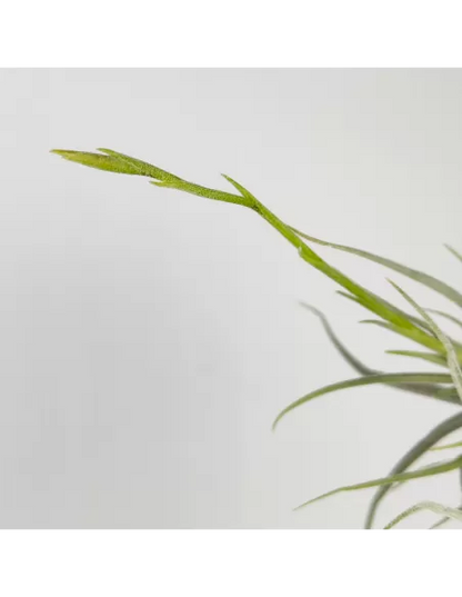 Tillandsia Arhiza Forma Pequeña