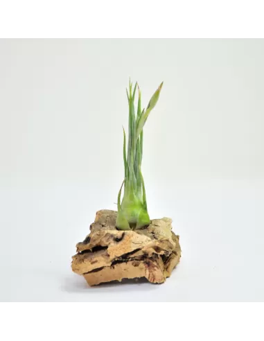 Tillandsia Arizae-Juliae