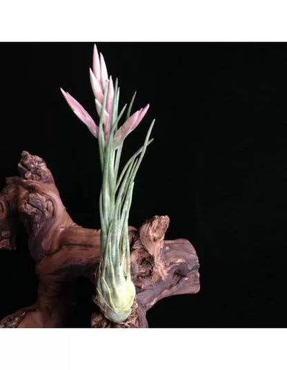 Tillandsia Arizae-Juliae