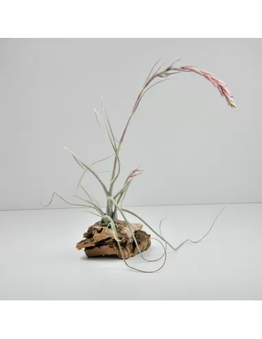 Tillandsia Baileyi Vivipara