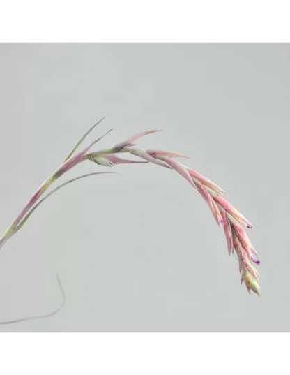 Tillandsia Baileyi Vivipara