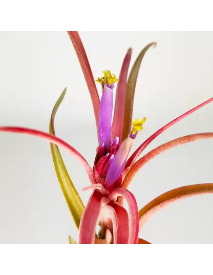 Tillandsia Balbisiana x Caput Medusae XL