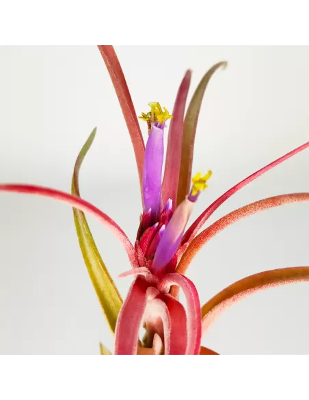 Tillandsia Balbisiana x Caput Medusae XL