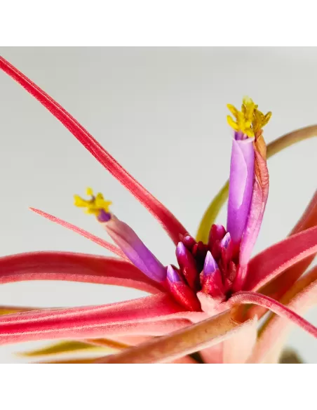 Tillandsia Balbisiana x Caput Medusae XL