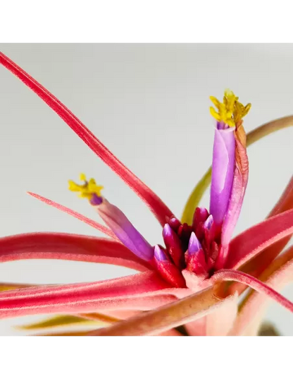 Tillandsia Balbisiana x Caput Medusae XL