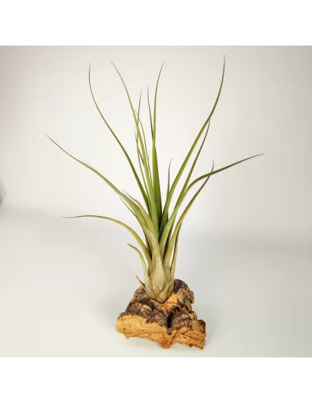 Tillandsia Balbisiana x Caput Medusae XL