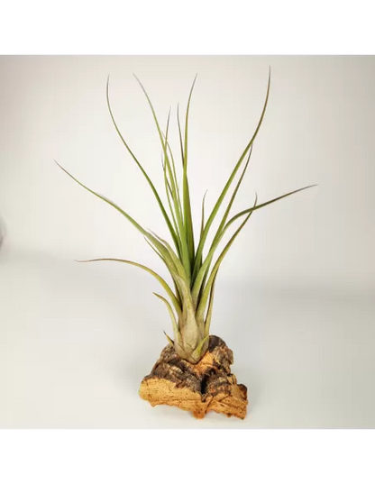 Tillandsia Balbisiana x Caput Medusae XL
