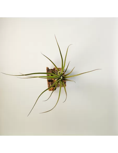 Tillandsia Balbisiana x Caput Medusae XL