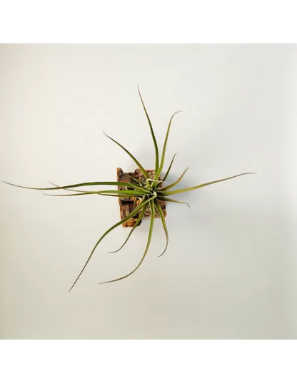 Tillandsia Balbisiana x Caput Medusae XL