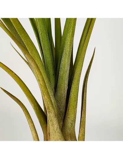 Tillandsia Balbisiana x Caput Medusae XL