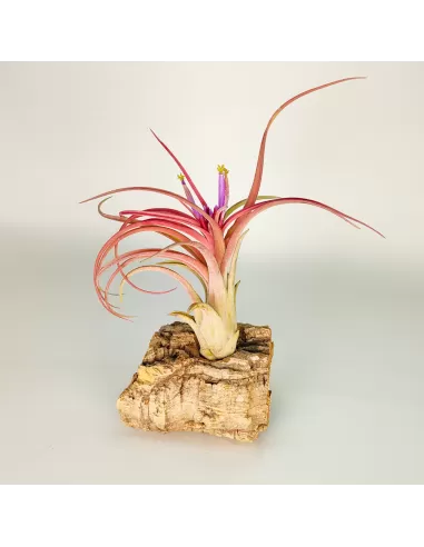 Tillandsia Balbisiana x Caput Medusae XL
