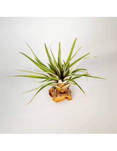 Tillandsia barthlottii