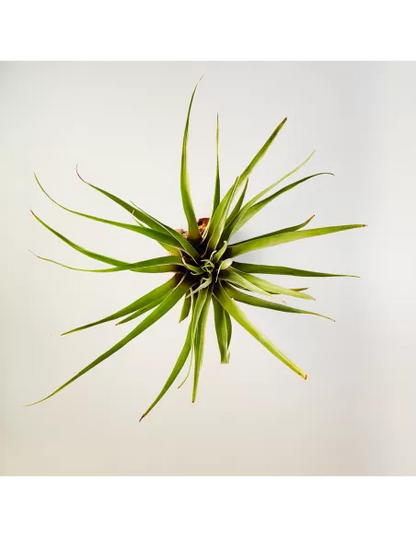 Tillandsia barthlottii