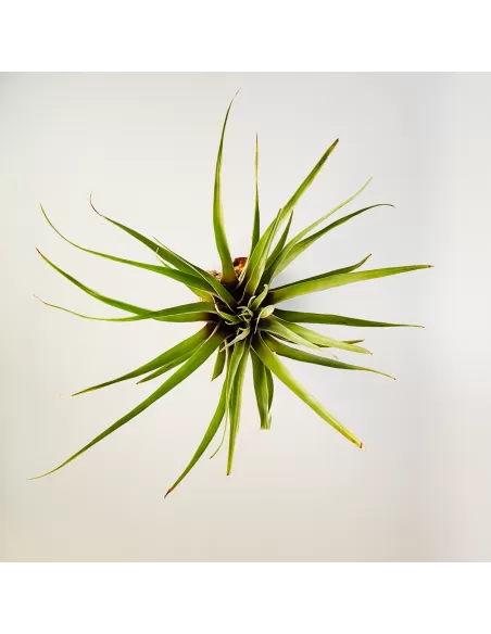 Tillandsia Barthlotti