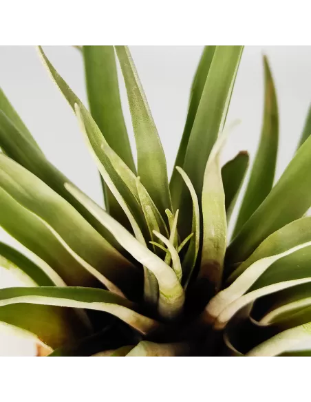 Tillandsia barthlottii