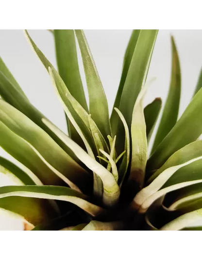 Tillandsia barthlottii