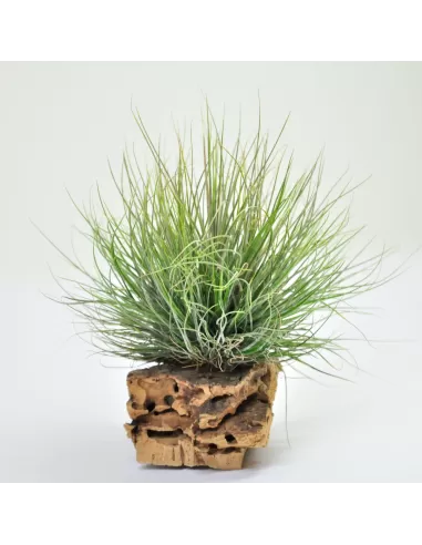 Tillandsia Bartrami Pulk